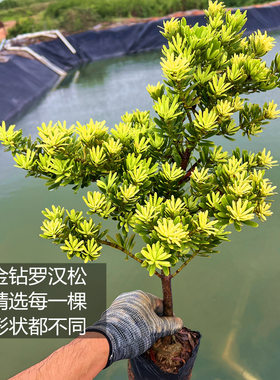 金钻罗汉松树苗造型盆栽