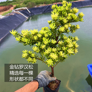 金钻罗汉松树苗造型盆栽