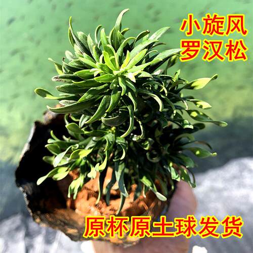 小旋风转运罗汉松卷毛绿植新奇怪桩盆景阳台地栽植物造型耐寒树苗