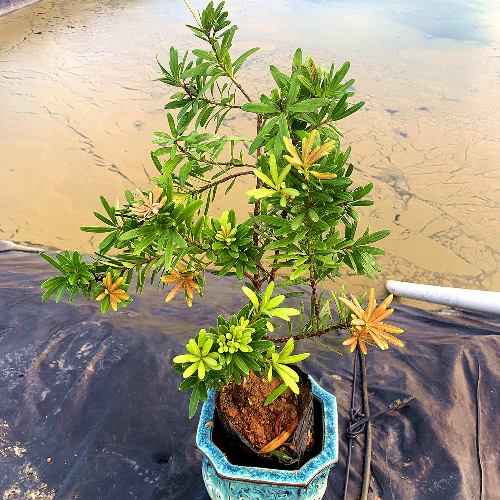 紫金松紫真趣罗汉松树苗阳台庭院盆栽植物观叶植物四季常绿植花卉