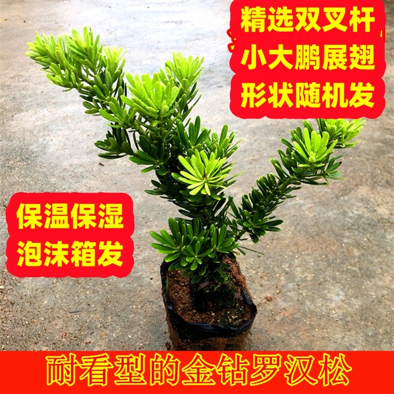 小叶老桩耐看型免做造型金钻