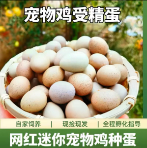 芦丁鸡种蛋可孵化高受精率蛋宠物鸡变异受精蛋礼服蛋全色系受精蛋