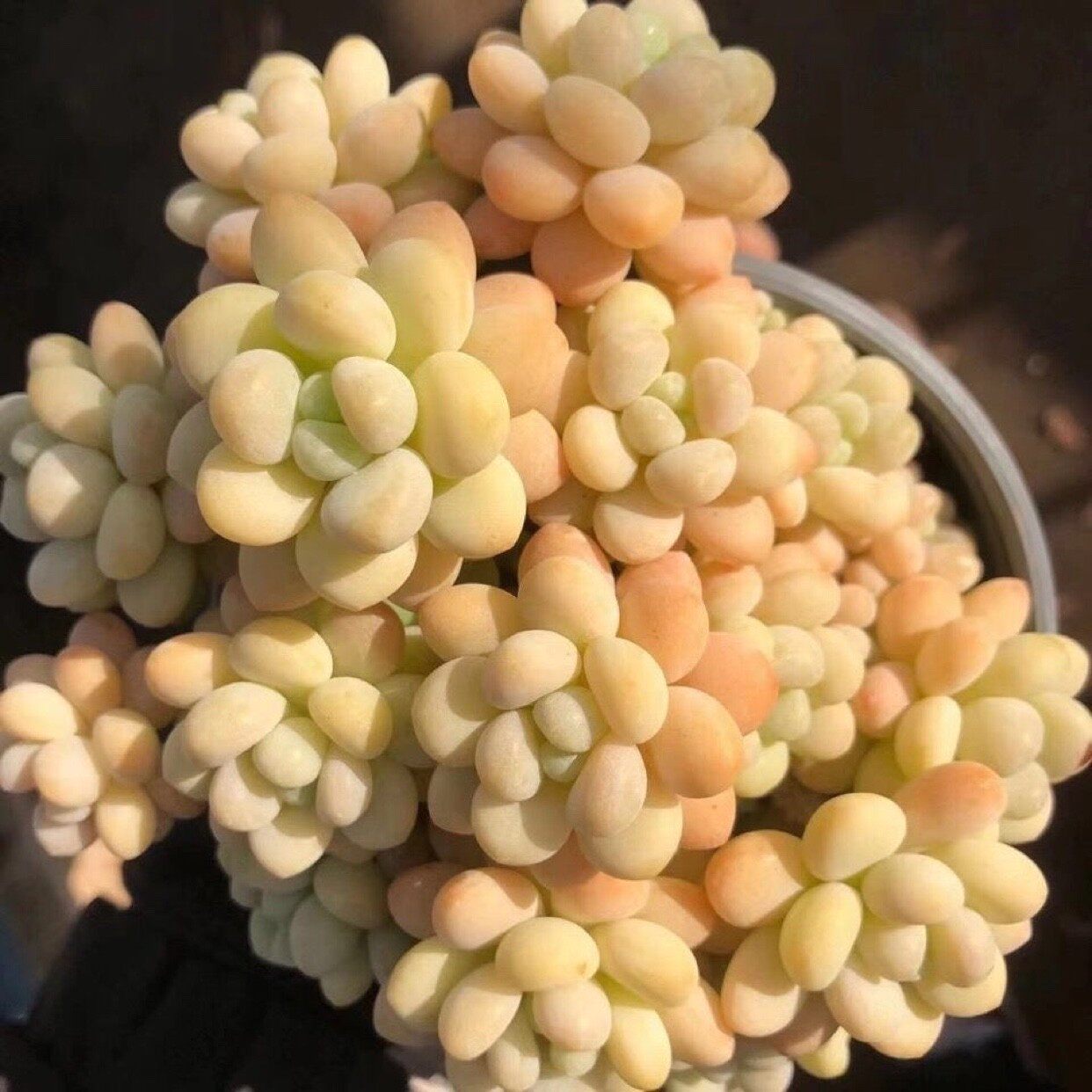 鱼子酱洛可可网红款多肉植物绿植盆栽净化空气美观群生多头