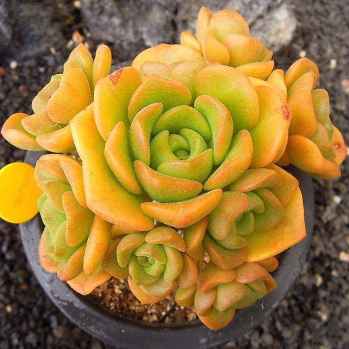 百合莉莉 百合丽丽手捧花群生 香味多肉植物 室内盆栽新手阳台