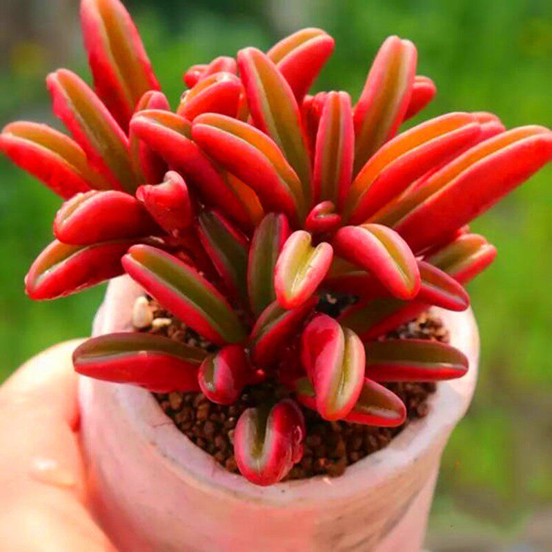 红背椒草群生多肉植物组合盆栽花卉新手好养净化空气