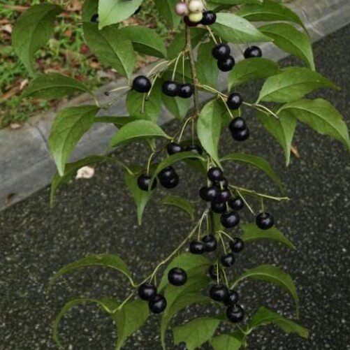 新鲜现采满树星鼠李冬青称星木天星木枝叶500克顺丰