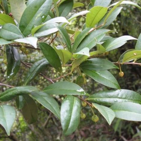 新鲜现采草药黄瑞木乌珠子杨桐鸡仔茶黄板叉木枝叶500克顺丰