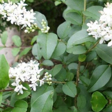 新鲜现采小蜡树山指甲黄心柳枝叶500g