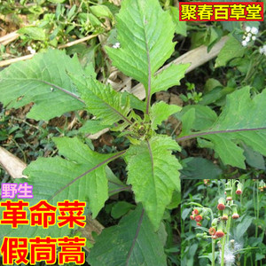 新鲜中草药野菜满天飞革命菜飞机菜假茼蒿 野茼蒿顺丰航空500克