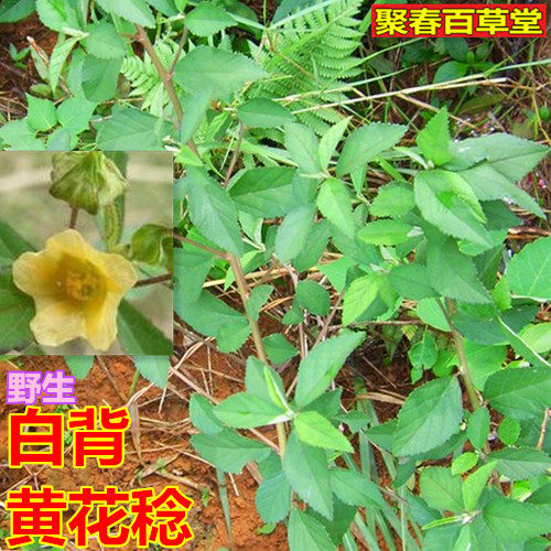 黄花母图片和作用 黄花母根的功效与作用 2 伤感说说吧