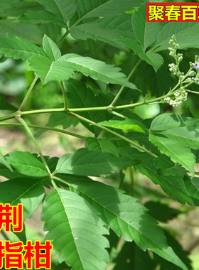新鲜现采黄荆叶枝布荆子五指柑土常山枝叶500克顺丰航空