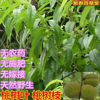 新鲜桃树叶桃树枝 桃叶桃枝枝叶500克顺丰