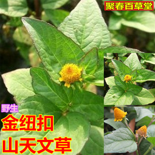 新鲜草药金纽扣山天文草雨伞草大黄花黄花苦草 500克顺丰