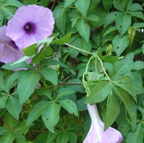 现采新鲜五爪金龙牵牛花五爪龙小五爪金龙顺丰航空500克