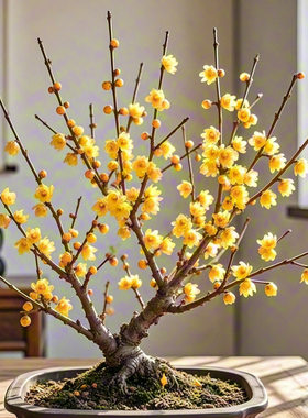 腊梅花期长好养的树苗盆栽矮化老桩盆景耐寒重瓣黄色蜡梅花树矮桩