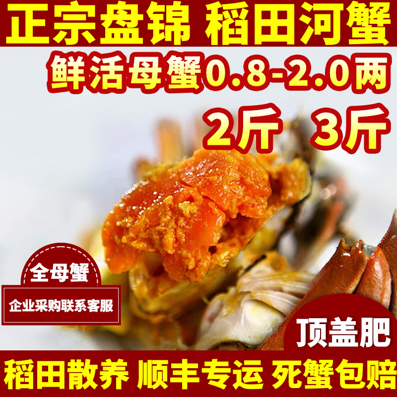 【按斤称】正宗盘锦河蟹母稻田蟹