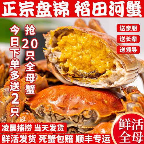 盘锦河蟹20只全母鲜活稻田蟹