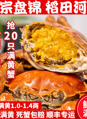盘锦河蟹鲜活20只六月黄稻田蟹