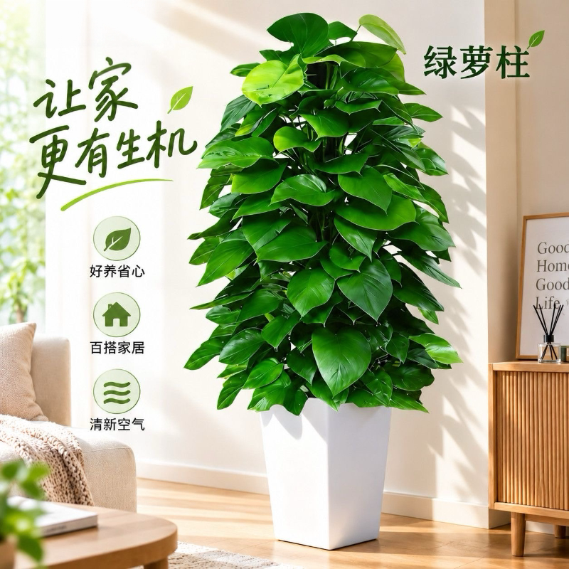 大叶绿萝柱客厅绿植室内大型绿箩盆栽办公室净化空气开业送礼盆景
