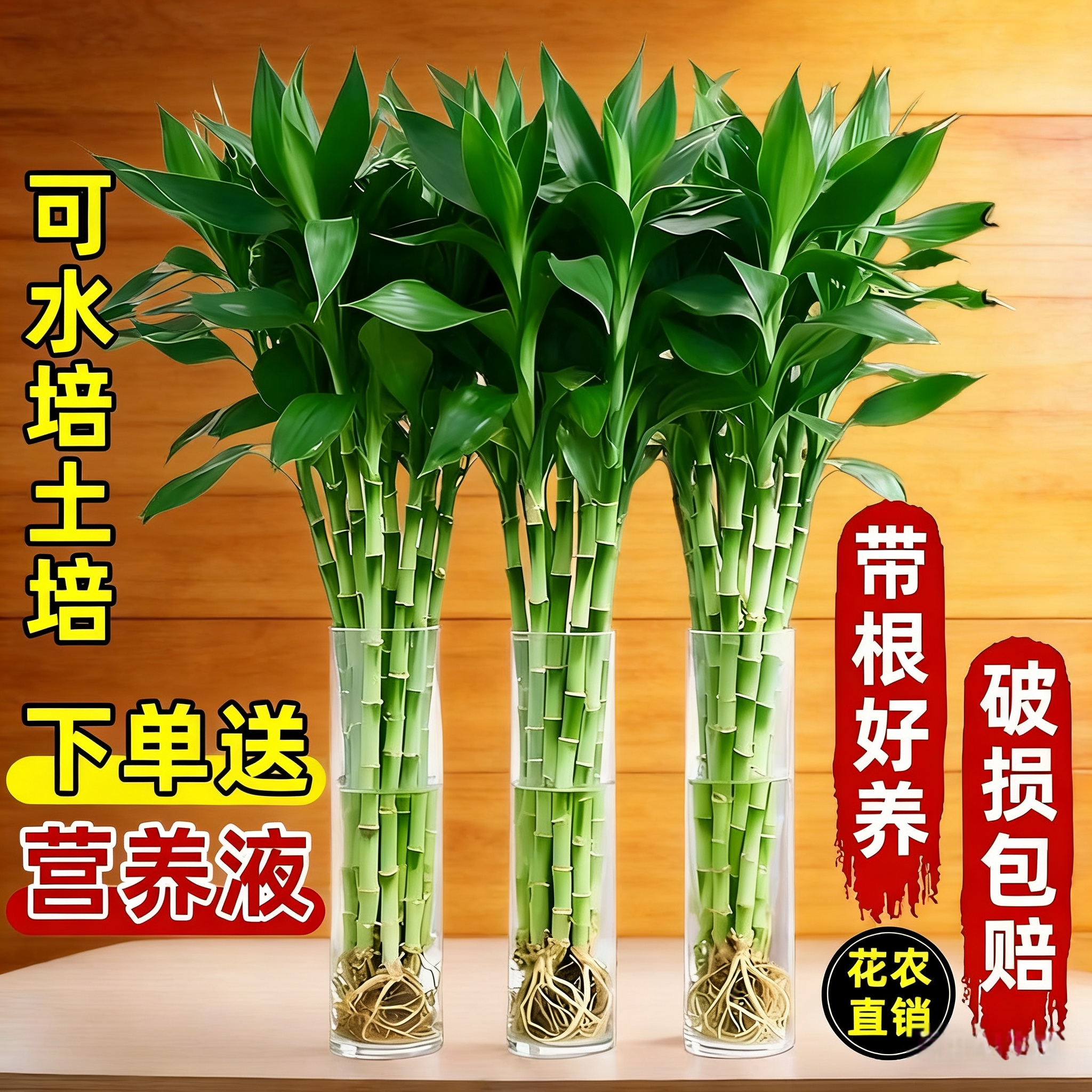带根富贵竹水培植物水养水竹客厅室内发财招财盆栽绿萝绿植鲜花卉
