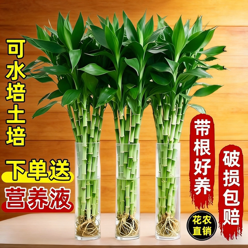 带根富贵竹水培植物水养水竹客厅室内发财招财盆栽绿萝绿植鲜花卉