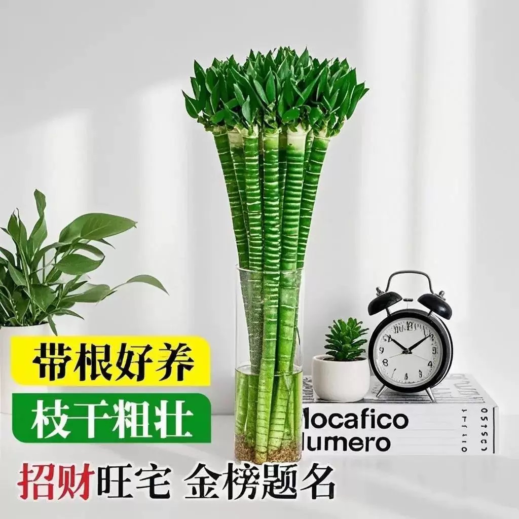 带根文昌竹龙竹富贵竹水培植物客厅招财竹室内水养绿植盆栽观音竹