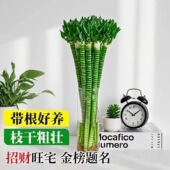 带根文昌竹龙竹富贵竹水培植物客厅招财竹室内水养绿植盆栽观音竹