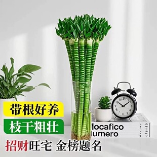带根文昌竹龙竹富贵竹水培植物客厅招财竹室内水养绿植盆栽观音竹