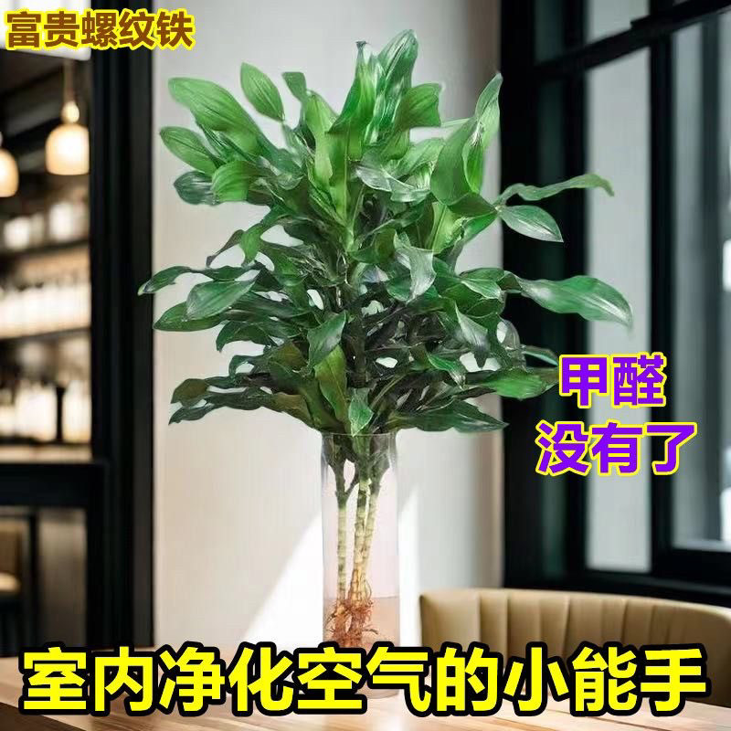 水培植物螺纹铁植物盆栽室内四季好养懒人绿植花卉净化空气防辐射