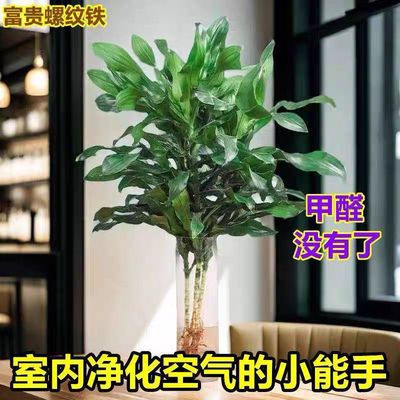 水培植物螺纹铁植物盆栽耐阴室内四季好养清懒人绿植花卉净化空气