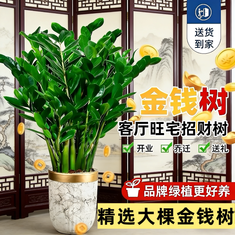 耐养大型金钱树摇钱树清净化空气植物客厅绿植办公室室内盆栽阳台