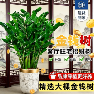耐养大型金钱树摇钱树清净化空气植物客厅绿植办公室室内盆栽阳台