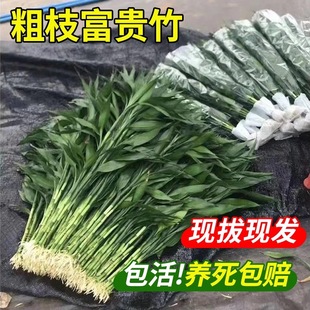 带根富贵竹水培植物水养水竹客厅室内发财招财盆栽绿萝绿植鲜花卉