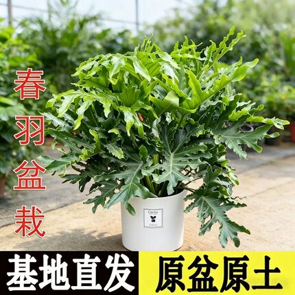 春羽大盆栽龙鳞春雨老桩招财名贵花植物室内外四季常绿观叶大绿植
