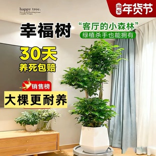 【包成活】幸福树丛生大型绿植室内乔迁花卉盆栽好养易活四季常青