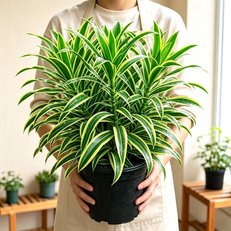 正宗金心百合竹花客厅多头室内室外送礼开业摆件绿植净化空气好养