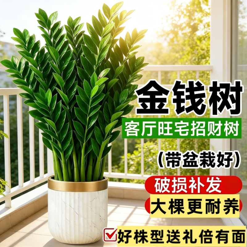 金钱树盆栽植物办公室内花卉大绿植客厅好养四季常青招财钱串盆景