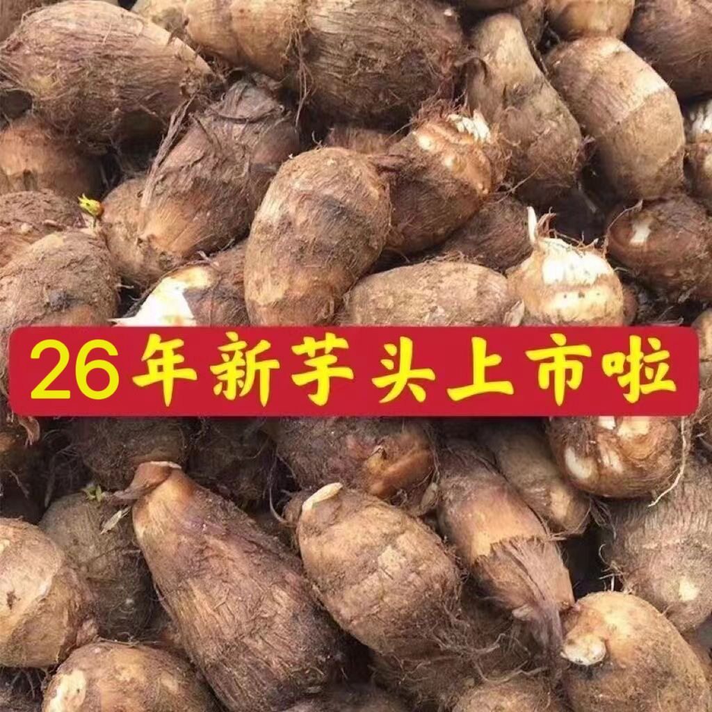 山东牛奶芋头新芋头新鲜芋头毛芋头芋艿奶香小毛芋软糯香甜小香芋