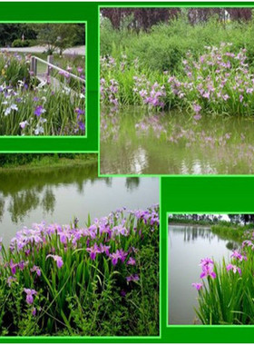 水生花卉植物庭院池塘蓝色花菖蒲西伯利亚鸢尾常青苗圃促销