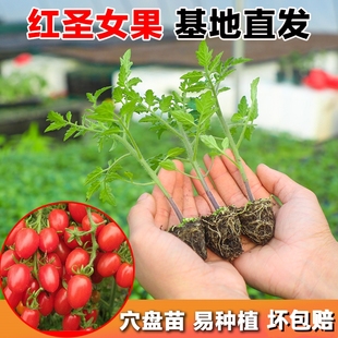 大粉番茄西红柿秧苗种子沙瓤四季盆栽阳台沙甜高产籽大果田园蔬菜