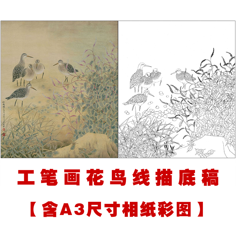 XP30工笔画白描底稿国画花鸟素材临摹练习线描画稿实物打印稿