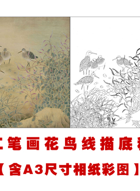 XP30工笔画白描底稿国画花鸟素材临摹练习线描画稿实物打印稿