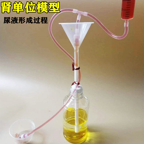 肾单位模型教具肾小球过滤尿液