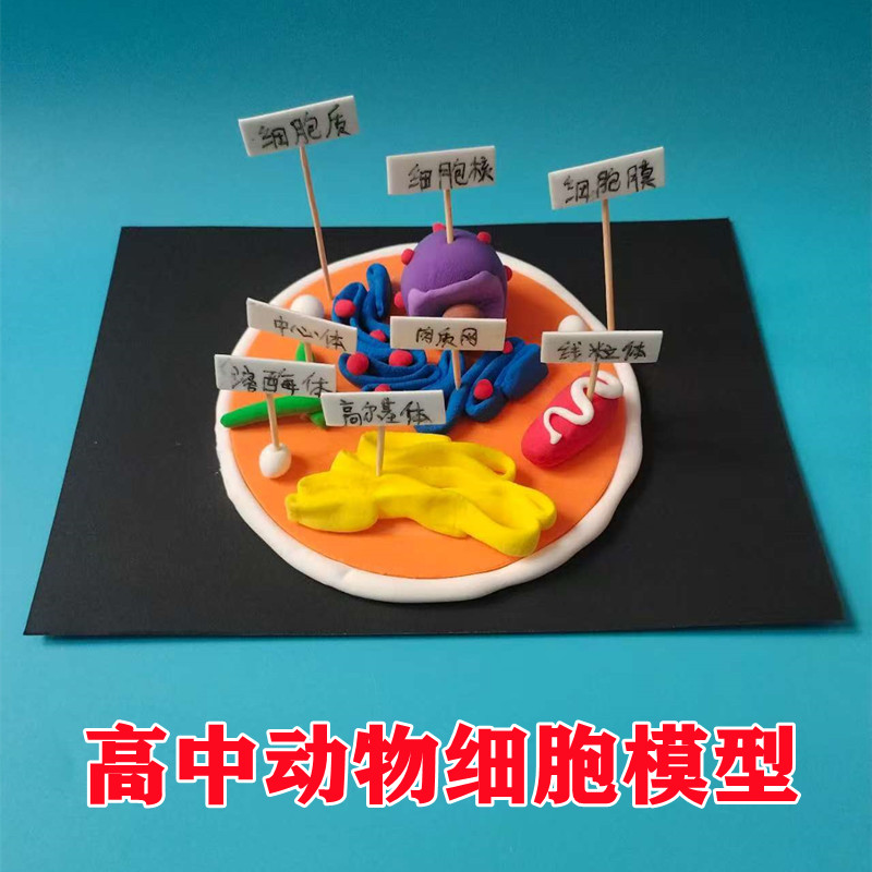 初高中生物细胞模型手工实验