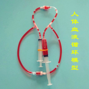 STEAM创客生理认知科学小实验材料生物教具自制人体血液循环模型