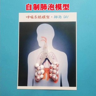 初中生物模型自制肺泡DIY科技小制作实验七下肺内气体交换场所
