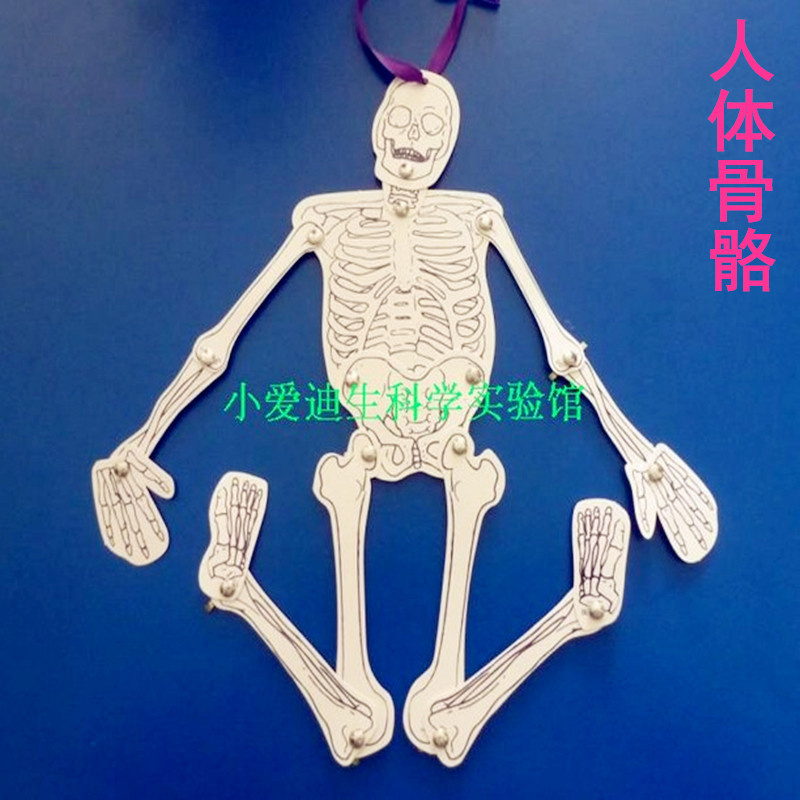 教具科学实验玩具人体骨骼结构