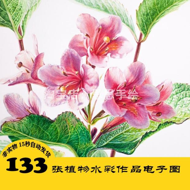W055 花卉水彩电子图133张 植物手绘 持续更 24小时自动