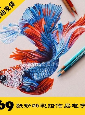 S025 动物彩铅电子图169张 鱼类鸟类素描步骤图 临摹素材 持续更