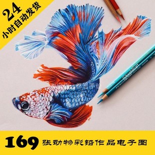 临摹素材 鱼类鸟类素描步骤图 持续更 动物彩铅电子图169张 S025